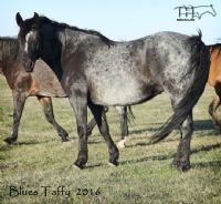 Blues Taffy